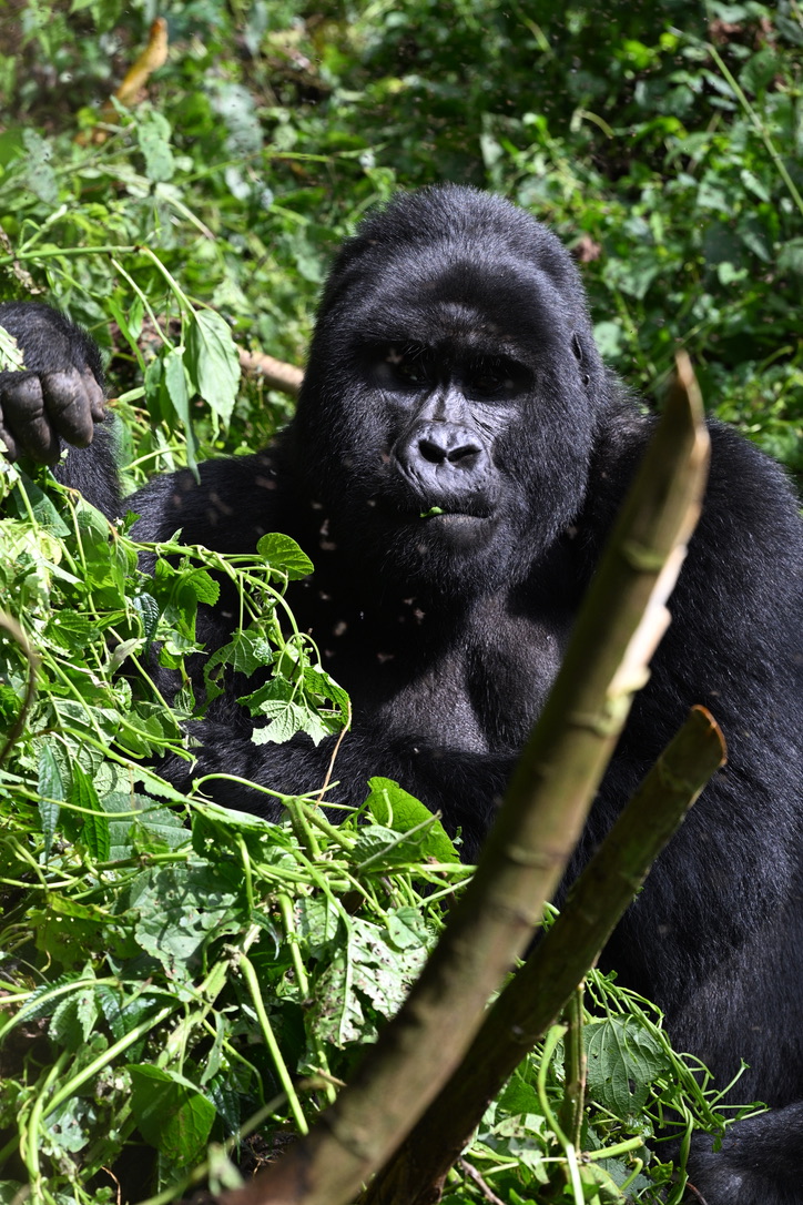 Bwindi Impenetrable Forest